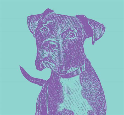 30+ Boxer Dog Studio Illustrations, Royalty-Free Vector Graphics & Clip ...