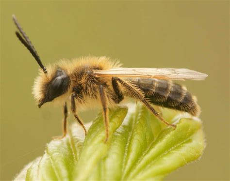 Colletidae Bee Family - An Essential Guide Bee Professor