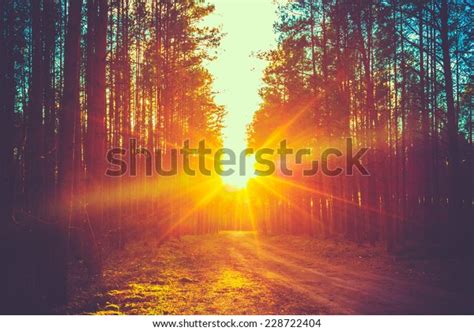 Forest Road Under Sunset Sunbeams Lane Stock Photo 228722404 | Shutterstock