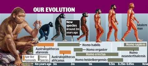 Examples Of Hominids