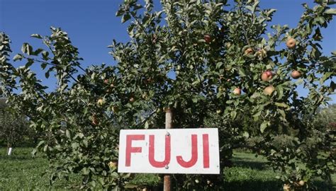 Fuji Apple Tree Pollination Guide - Top 8 Cross Pollinators - Rennie Orchards