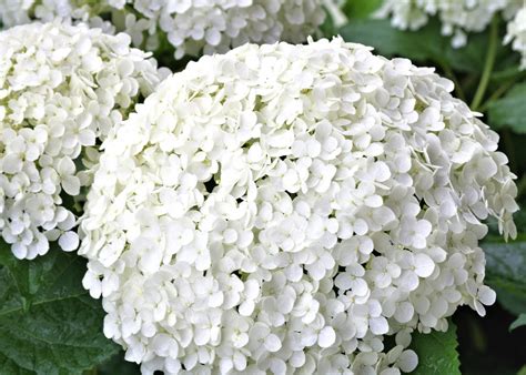 Free Images : nature, white, flower, summer, garden, hydrangea, viburnum, flowering plant ...