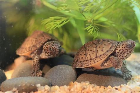 8 Types of Aquatic Turtles (With Pictures) - Reptiles Hub