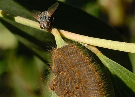 Tachinid fly - Family Tachinidae