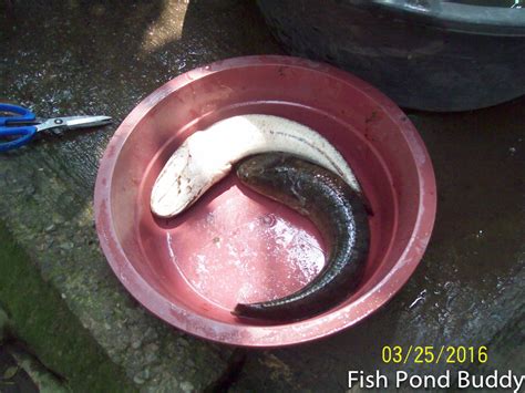 Fish Pond Buddy: How to Clean Mudfish ("Dalag")