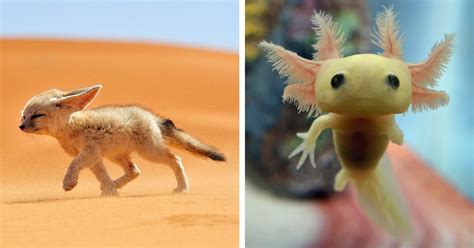 10+ Rare Animal Babies You’ve Probably Never Seen Before | Bored Panda