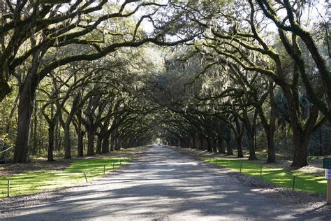 Wormsloe Historic Site, Savannah, Georgia, USA - See Any Places