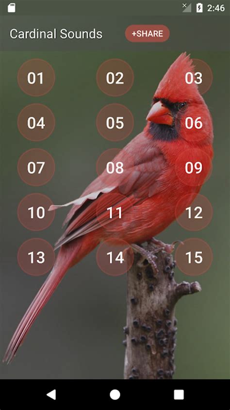 Cardinal bird sounds APK for Android - Download