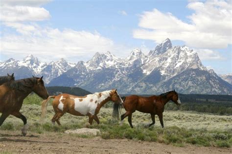 Adults Only Dude Ranch Wyoming Vacations at RRR