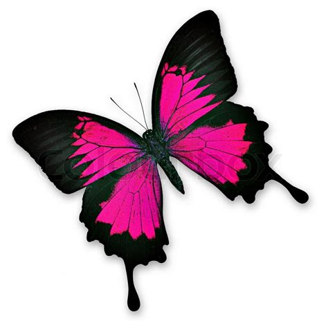 Sweet colorful pink butterfly on white ... | Stock image | Colourbox