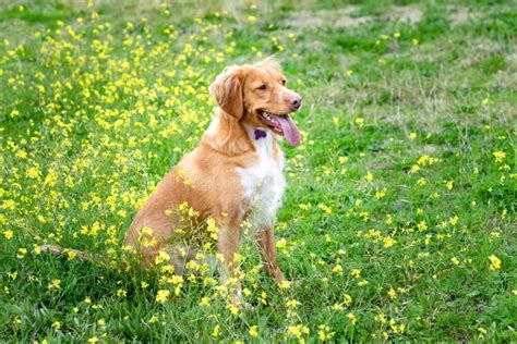 Beautiful Brown Breton Dog in a Meadow Stock Photo - Image of friendly, grass: 167030958