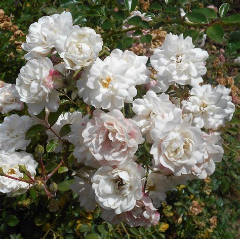 16 Beautiful Types of Roses for Any Kind of Garden