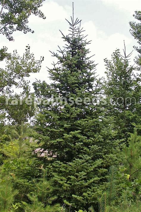 Abies balsamea – Balsam Fir – Buy seeds at rarepalmseeds.com