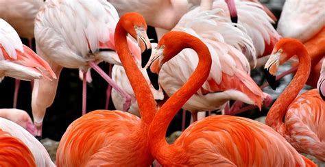 17 facts about American flamingo | FactInformer