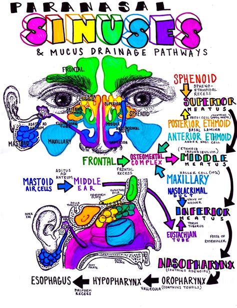 hanson's anatomy — The anatomy of the sinuses click here to download...