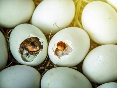 How Do Birds Eggs Hatch? (Full Process Explained) | Birdfact