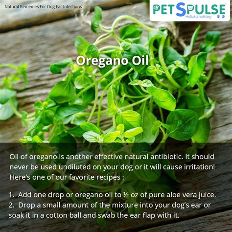 #Natural #Remedies For #Dog #Ear #Infections #Oregano #Oil Oil of ...