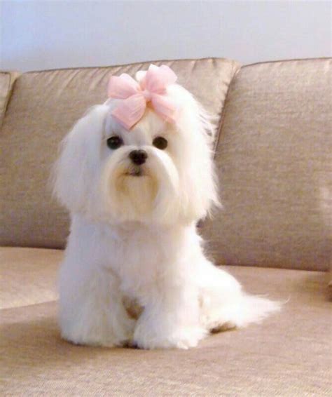 Pin by Ella Stevens on Peinados | Maltese dogs, Maltese puppy, Dog haircuts