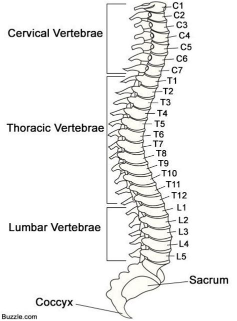 Spine vertebrae anatomical structure lateral view - www.anatomynote.com | Spinal cord anatomy ...