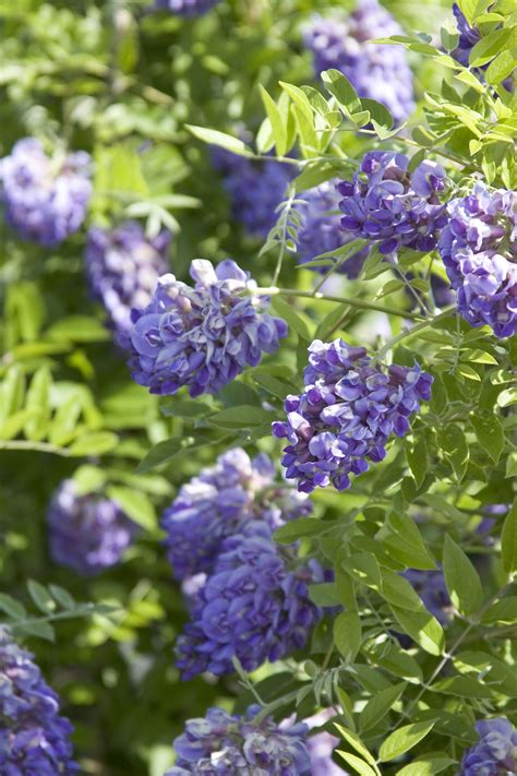 Wisteria frutescens 'Amethyst Falls' NEW