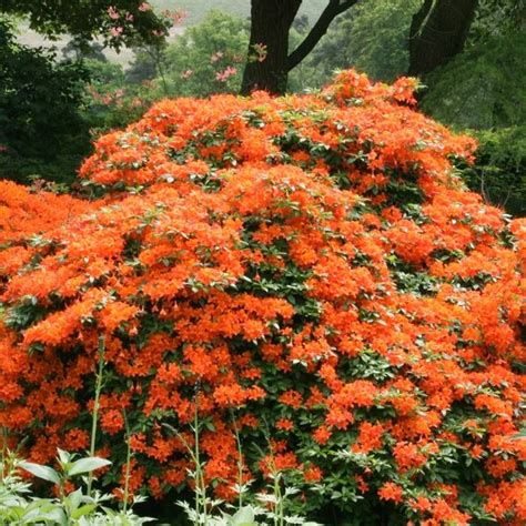 Azalea mollis orange - 1 shrub | Peyzaj, Bahçe, Çiçek