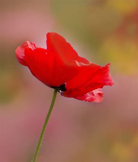 Free Images : nature, blossom, petal, bloom, garden, flora, wildflower, close up, klatschmohn ...