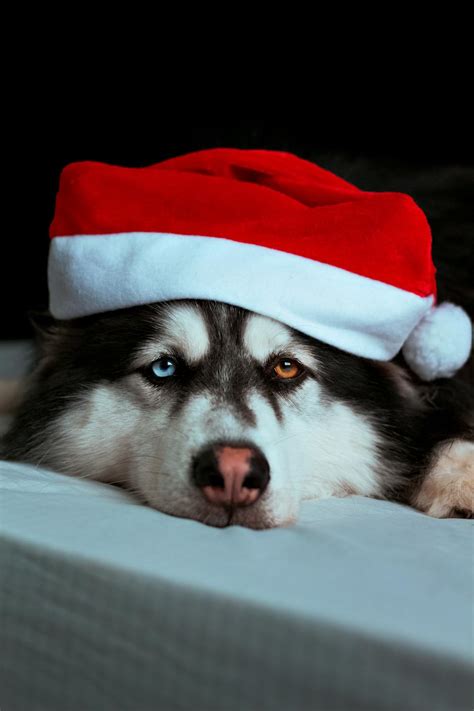 Dog in Santa Hat · Free Stock Photo