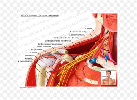 Supraclavicular Fossa Supraclavicular Nerves Supraclavicular Lymph Nodes Anatomy, PNG, 600x600px ...