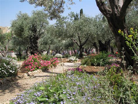 Gethsemane Garden | Holy Land Tour