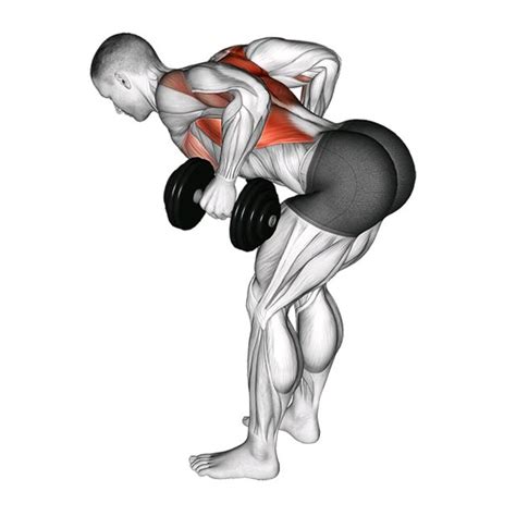 Bent-Over Two-Arm Dumbbell Row - Exercise How-to - Workout Trainer by Skimble