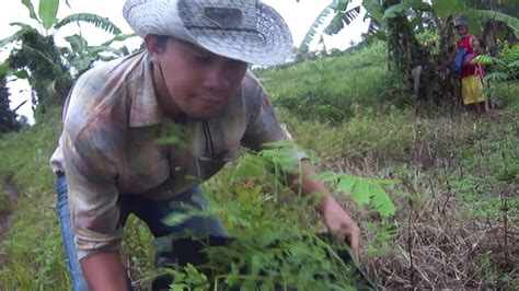 The Falcata Tree rePlanting Season---Video clip : 3 - YouTube