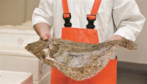 British Flatfish - M&J Seafood Fresh Fish Blog