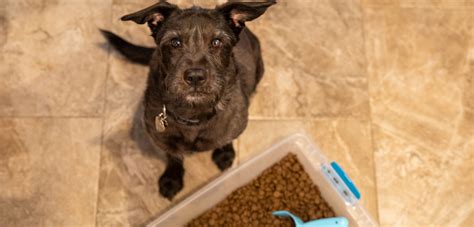 Pet Food Recalls: What You Need to Know | ASPCA