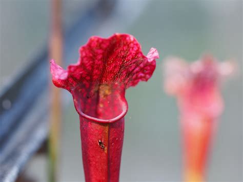 Leuven Botanical Garden