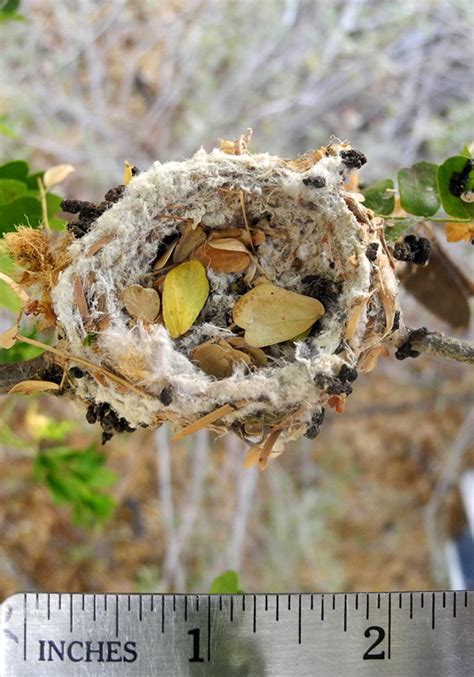 Hummingbird nest pictures - Anna's Hummingbird nest over time