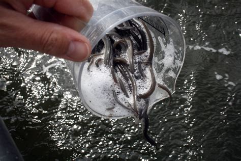 Juvenile European eels are stocked each year in Danish coastal areas.... | Download Scientific ...