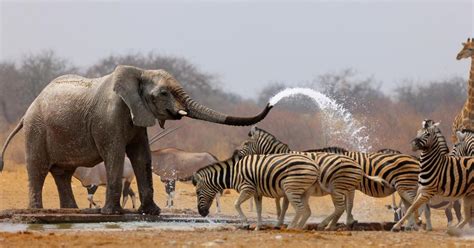 Yankari Game Reserve: The peaceful hometown of Nigeria’s wildlife ...