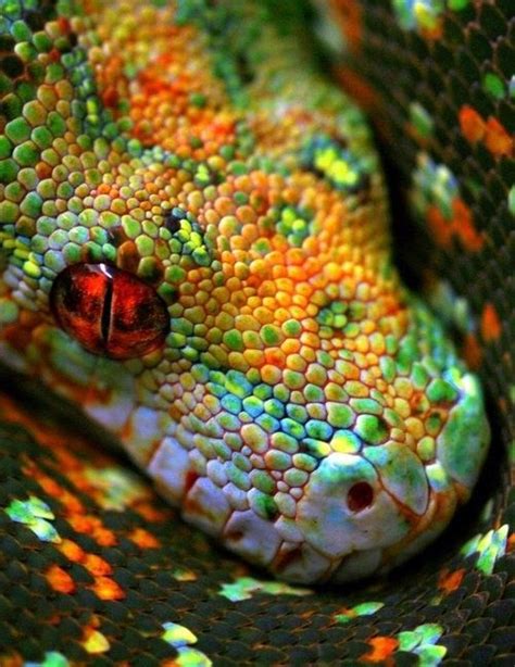 Scales of a snake. | Beautiful snakes, Colorful snakes, Animals beautiful