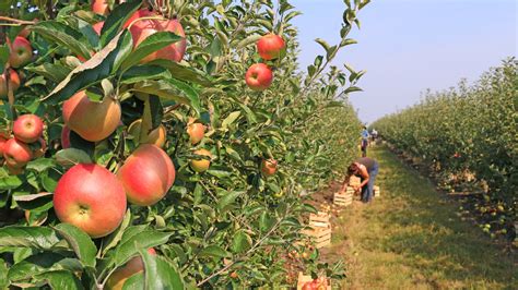 It’s Apple Picking Season! | Our Time Press