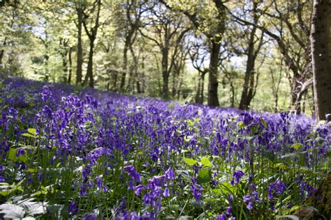 The Most Beautiful Nature Reserves in the UK For Walks & Picnics