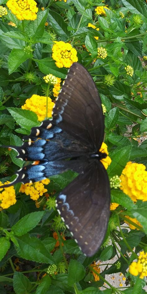 Swallowtail Butterfly Garden 2021. Enjoy | Butterfly garden, Plant ...