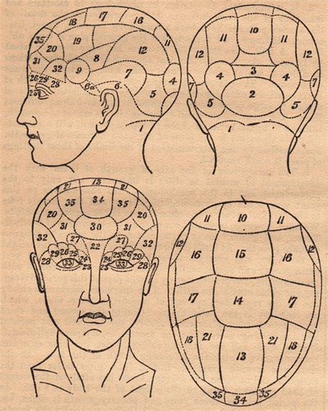 Old Phrenology Head Diagram - The Graphics Fairy