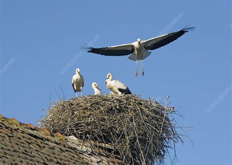 White storks nesting - Stock Image - C001/8633 - Science Photo Library