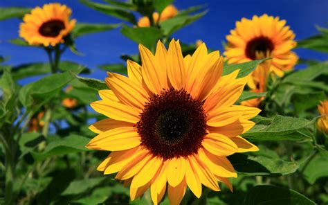 Sunflower Pictures | Full HD Pictures