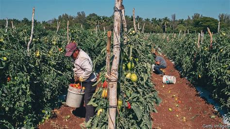 Agriculture is an economic bright spot in Mexico