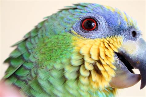 Close up of Parrot Head · Free Stock Photo