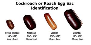 What do roach eggs look like? - Planet Cockroach