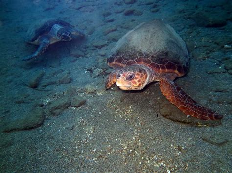 Caretta caretta (Linnaeus, 1758) , Forum Natura Mediterraneo | Forum ...