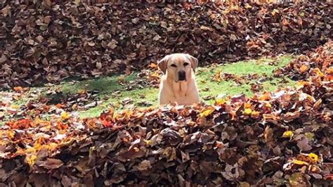 Watch this joyous pup jump into a gigantic leaf pile | Mashable