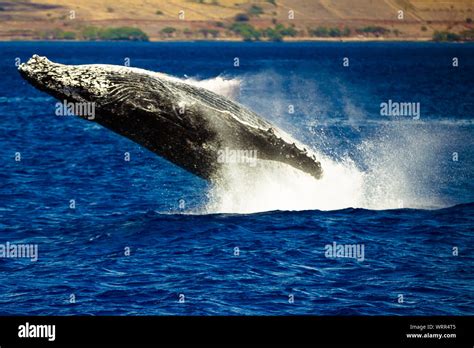 Blue whale breaching hi-res stock photography and images - Alamy